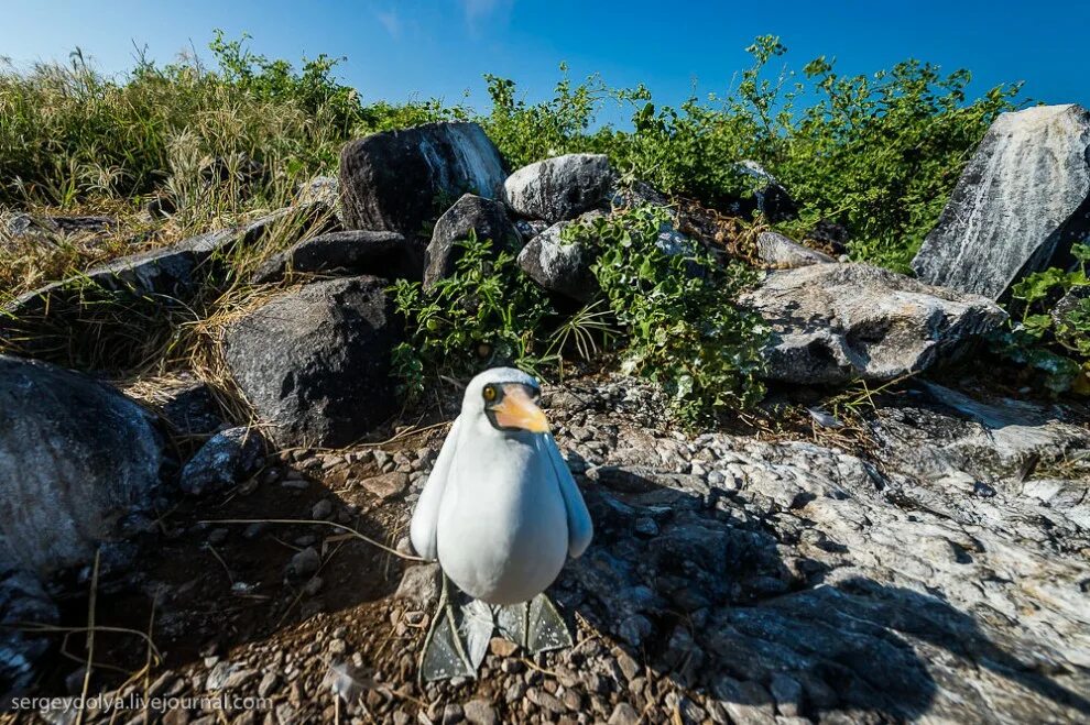 галапагосы курт. голубая олуша. галапагосские острова морские котики. галапагосские острова животные и растения. морская игуана на закате.