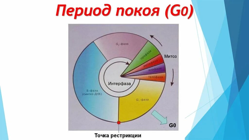 Фаза g0 клеточного цикла. G0 период интерфазы. G0 период клеточного цикла. Период покоя клетки. 3 этапа интерфазы