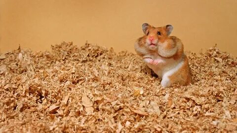 Почему не пришел hamster