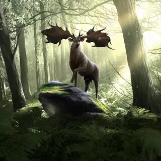 Wildlife elder