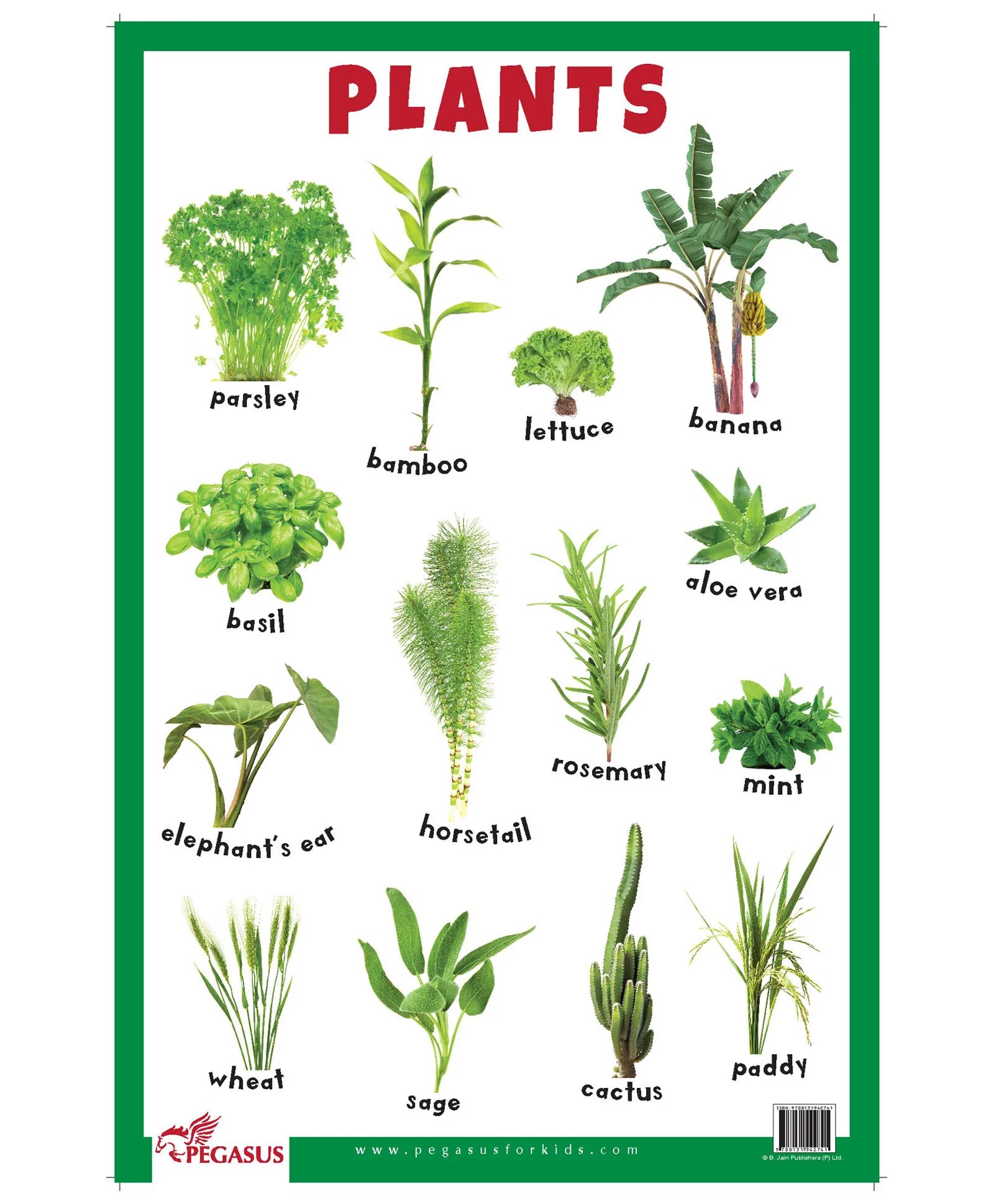 Plants english. Растения на английском. Plant names. Types of Plants English. Plants names in English.