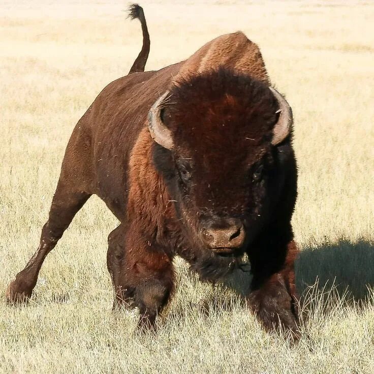 Бизоны в северной америке. Парк животных. Бизон буффало. Фотки бизона. Bison 929.