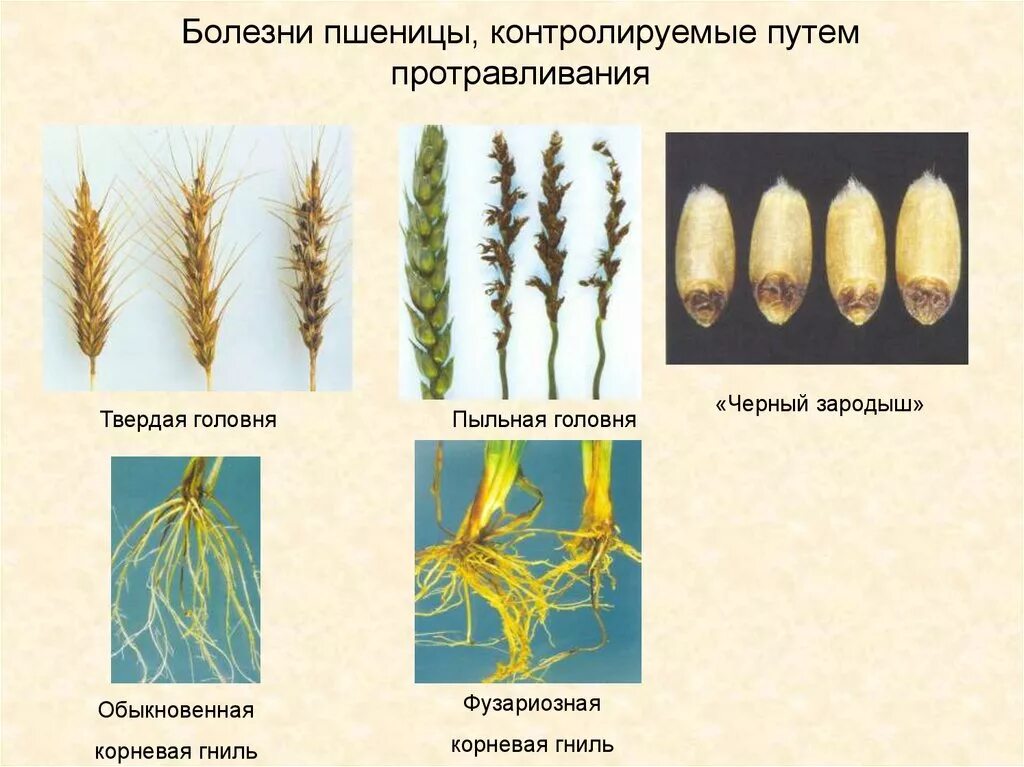 Заболевания зерновых