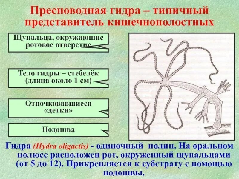 Строение пресноводной гидры и ее передвижение