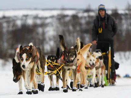 Sled race