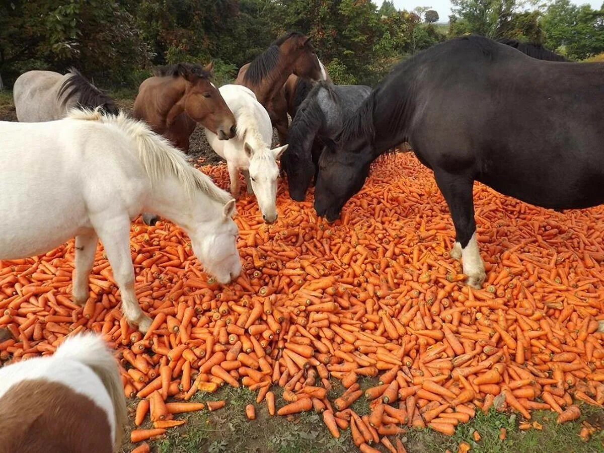 Что можно дать в качестве