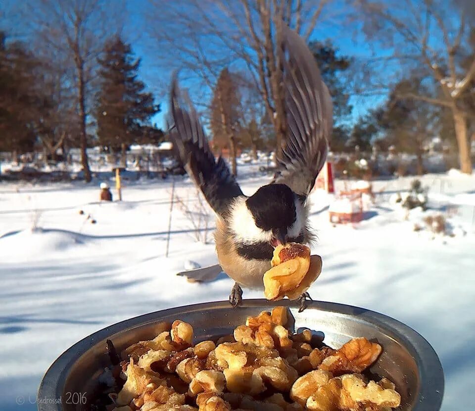 Кормушка для синиц. Синица лазоревка кормушка. Пища птиц зимой. Еда для зимующих птиц. Корм для зимующих птиц.