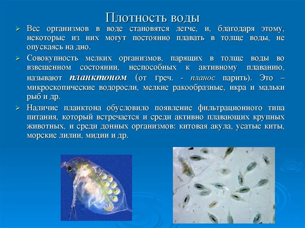 Особенности толще воды. Плотность воды. Организмы обитающие в толще воды. Плотность воды воды. Организмы, находящиеся в толще воды.