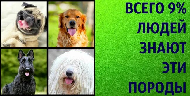 Тест про собак. Какая природа бывает кошек. Породы ты знаешь. Породы кошек с фотографиями и названиями. Породы ты знаешь.