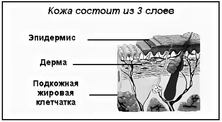 Строение кожи 8 класс биология тест. Строение кожи. Схема строения кожи. Послойное строение кожи. Строение кожи человека схема.