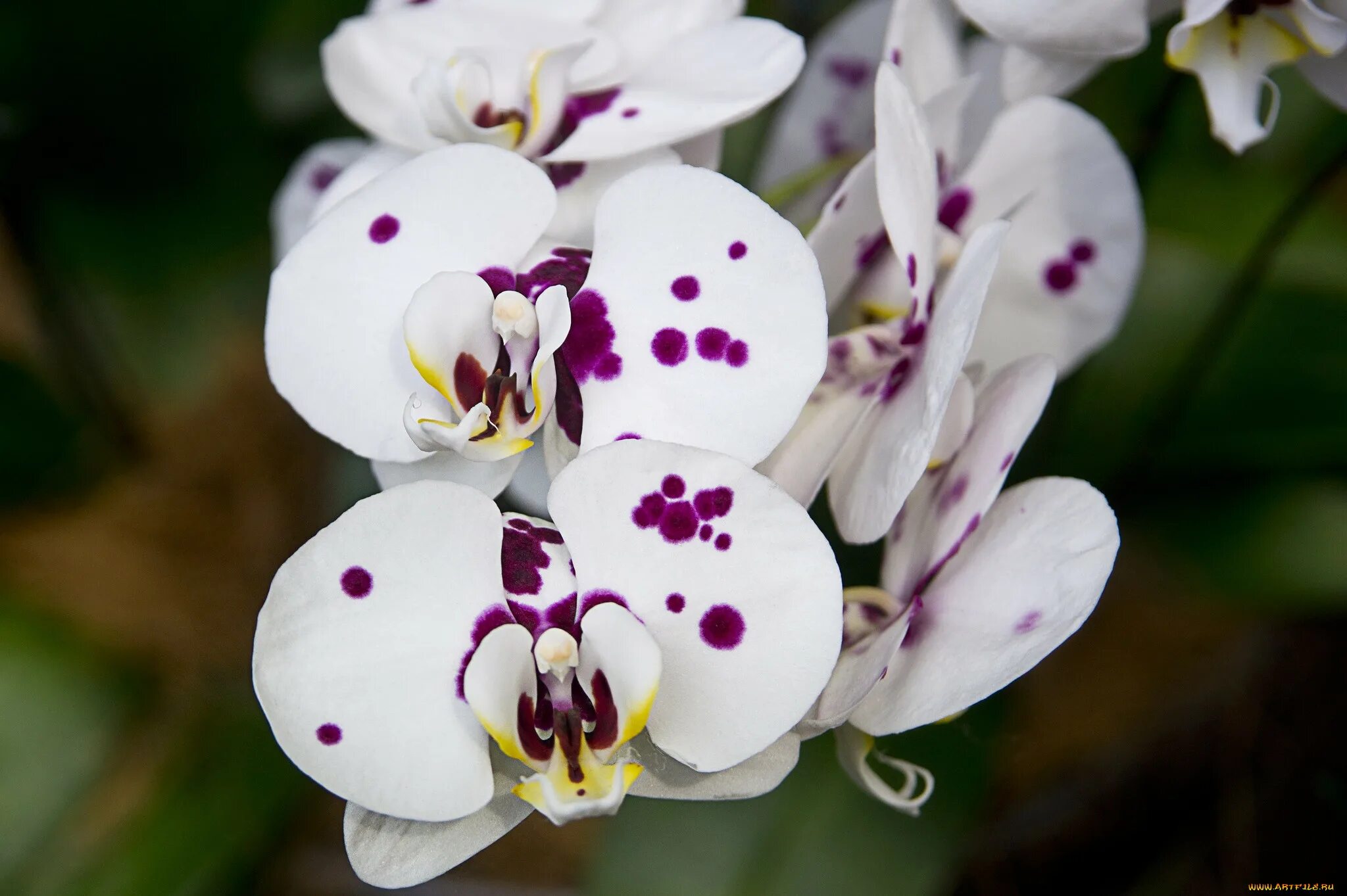 Free Images : flower, petal, pink, flora, flowers, eye, organ, flowering plant, 