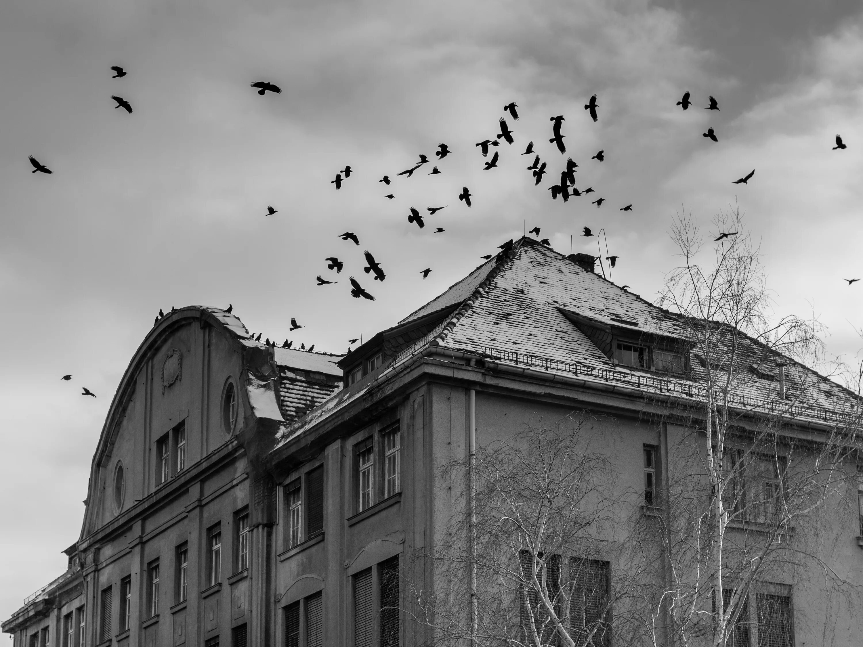 Белые птицы кружат над крышами слушать. Птицы над домом. Птицы над городом. Вороны над домом. Птица над крышей.