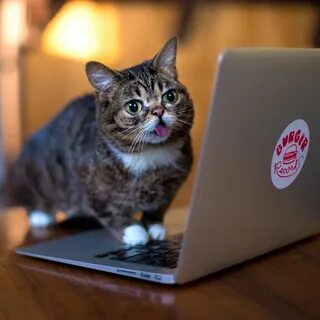 Вайб котики