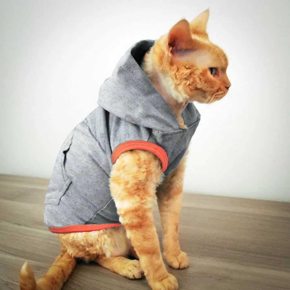 Популярные котики с одеждой
