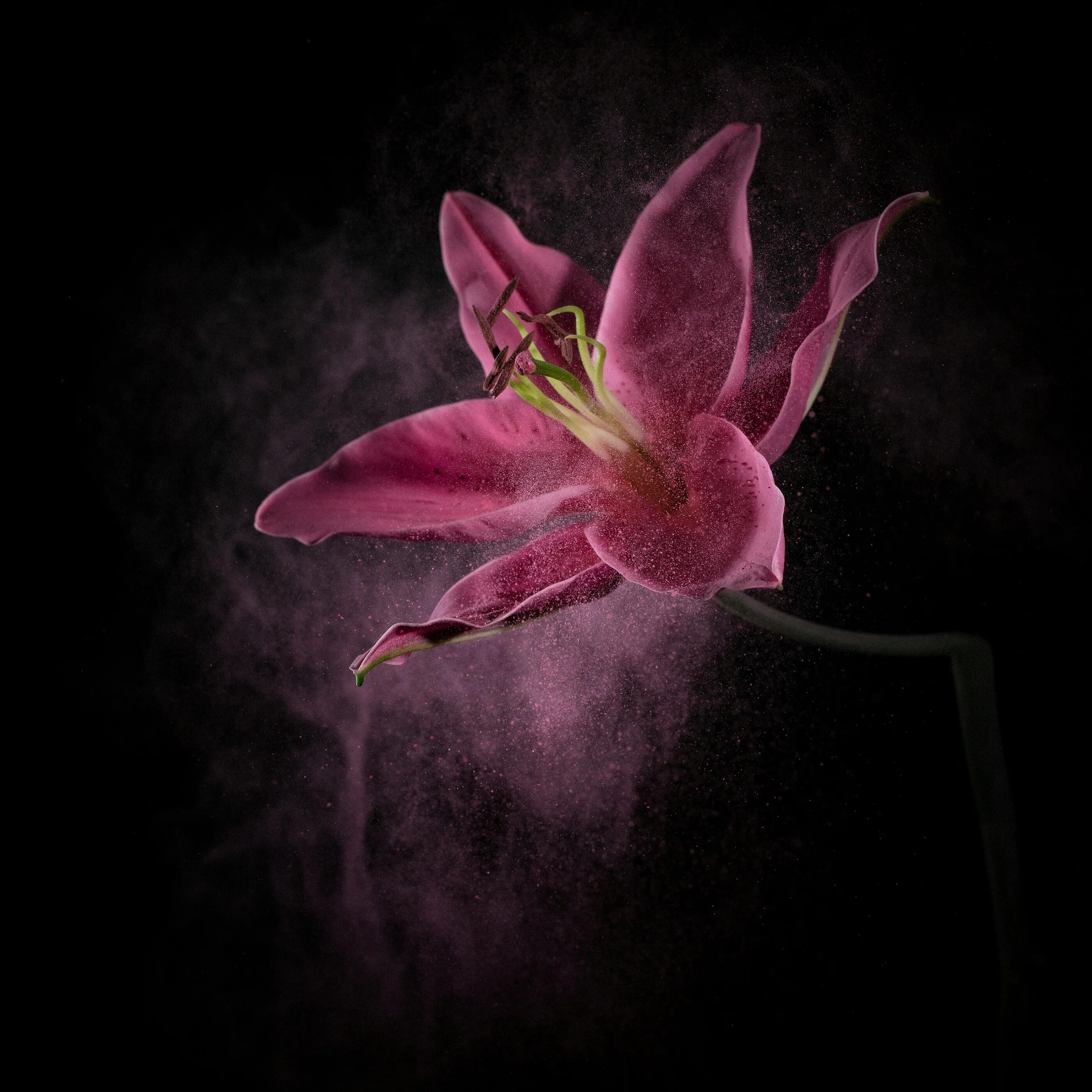 Тень от цветов. Shadow flower. Shadow flower. Jacka peek a flower. Shadow flower.