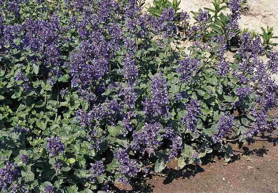 Котовник голубая пантера. Котовник муссини nepeta. котовник розовая пантера. цветы котовник голубая пантера.