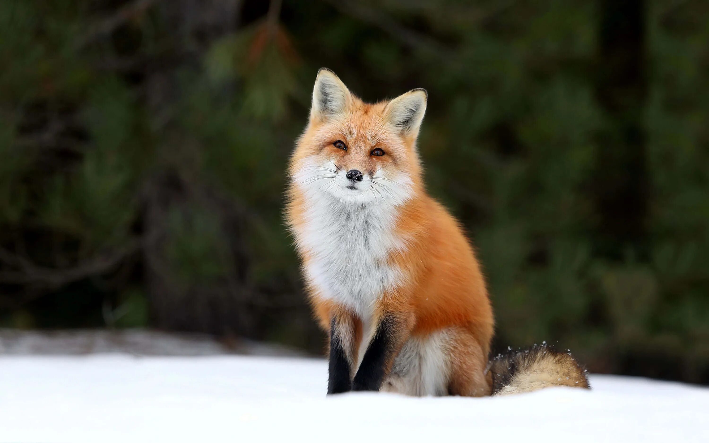 Лисица обыкновенная лисица. Огнёвка Вятская лиса. Красивая лиса. Рыжая лиса. Fluffy fox