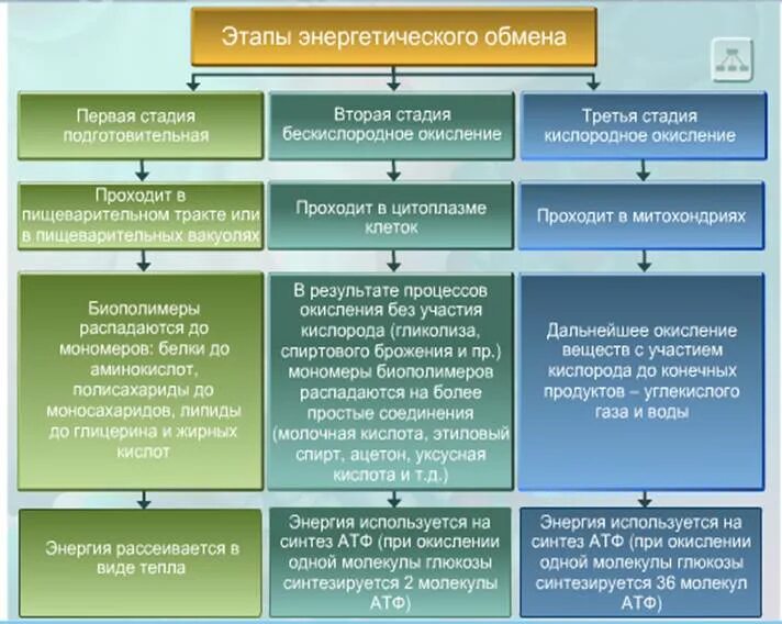 Этапы энергетического обмена таблица егэ. Этапы энергия обмена веществ схема. 3 этапа энергетического обмена таблица. Этапы энергетического обмена таблица. Этапы энергетического обмена таблица 10 класс.
