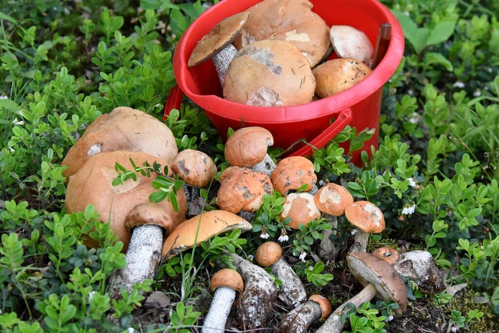 Первые грибы весной название. Первые грибы. Первые грибы летом. Самые первые грибы. Ранние грибы в огороде.