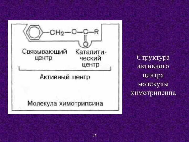 В составе 3 активных. Активный центр химотрипсина. Строение активного центра химотрипсина. Активный центр молекулы. 1. Строение молекулы фермента.