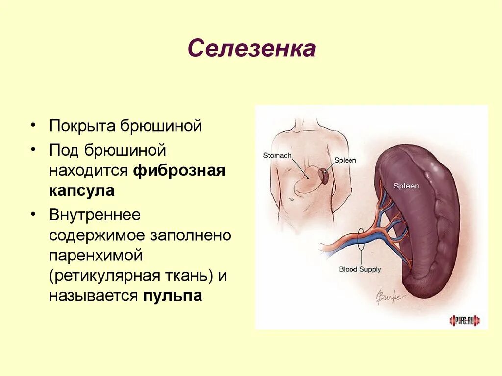 Внутренний орган селезенка. Селезенка анатомия человека. Селезенка ЕГЭ. Внешнее строение селезенки. Селезенка это орган.