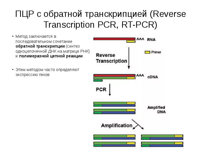 Полимеразная цепная реакция результат. ПЦР С обратной транскрипцией схема. . Полимеразная цепная реакция (ПЦР). Этапы. Обратная транскриптаза полимеразная цепная реакция. Этапы ПЦР схема.