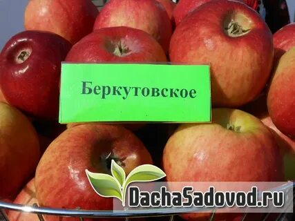Беркутовка яблоня описание