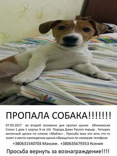 Как уговорить родителей завести собаку