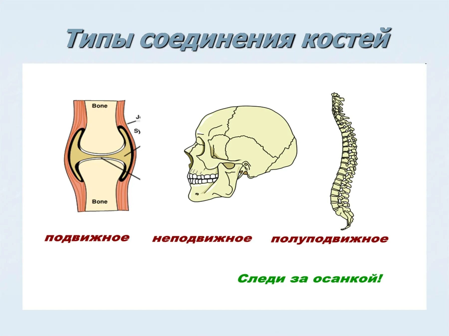 Правильное соединение костей. Подвижное полуподвижное и неподвижное соединение костей. Неподвижные полуподвижные и подвижные соединения костей. Типы соединения костей полуподвижные. Соединения костей подвижные и неподвижные полуподвижные таблица.