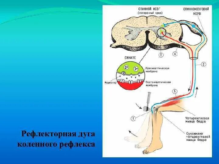 Звенья рефлекторной дуги коленного рефлекса. Коленный рефлекс рефлекторная дуга физиология. Моносинаптическая рефлекторная дуга коленного рефлекса. Основные части рефлекторной дуги коленного рефлекса.