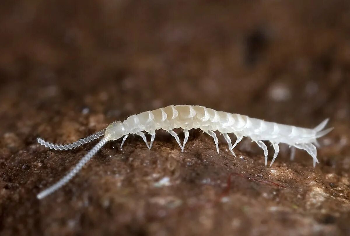 Мокрица сороконожка. Многоножки симфилы. симфилы (symphyla). мокрица жук личинки. мокрица многоножка.
