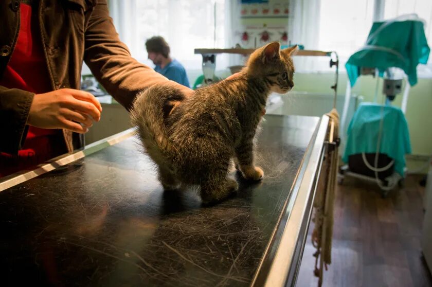Прививки кошке перед дачей. Животные в науке. Кошки против чумы. Вакцинация кошек. Животные на таможенном оформлении.