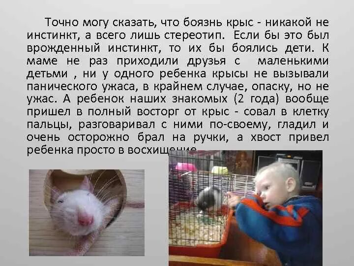 Как называется боязнь крыс