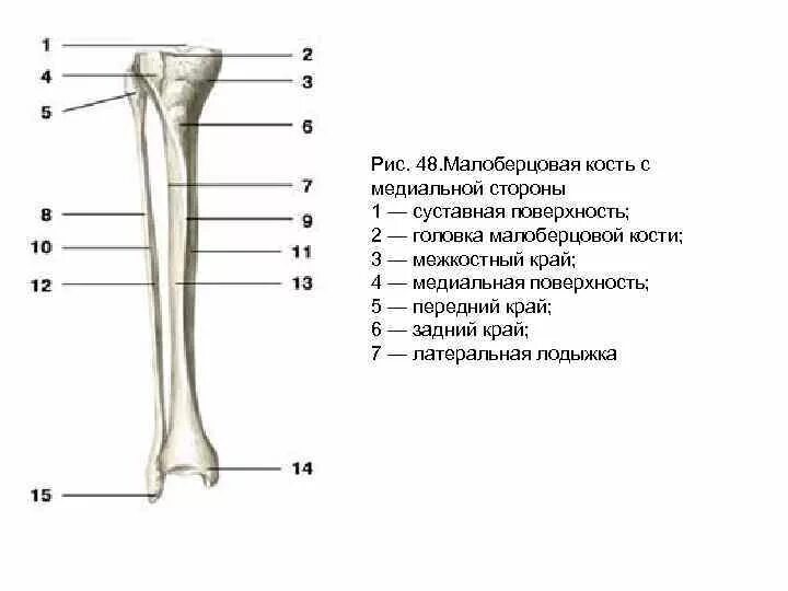 Находится берцовая кость. Суставная поверхность малоберцовой кости. Суставная поверхность головки малоберцовой кости. Кости голени малоберцовая кость анатомия человека. Малоберцовая кость анатомия человека строение.