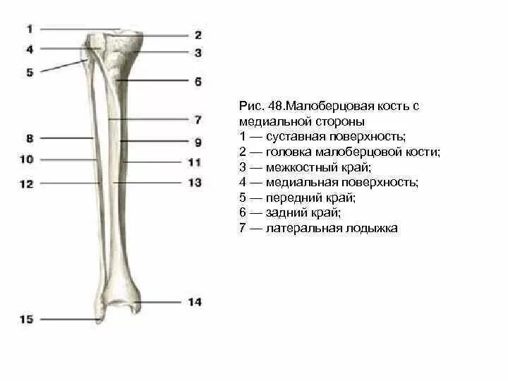 Берцовая. Суставная поверхность малоберцовой кости. суставная поверхность головки малоберцовой кости. кости голени малоберцовая кость анатомия человека. большеберцовая и малая берцовая кость.