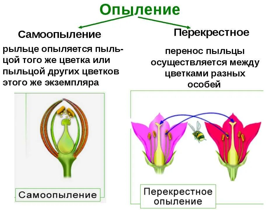 Схема самоопыления хвойные