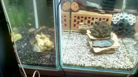 В аквариуме у васи m сомиков