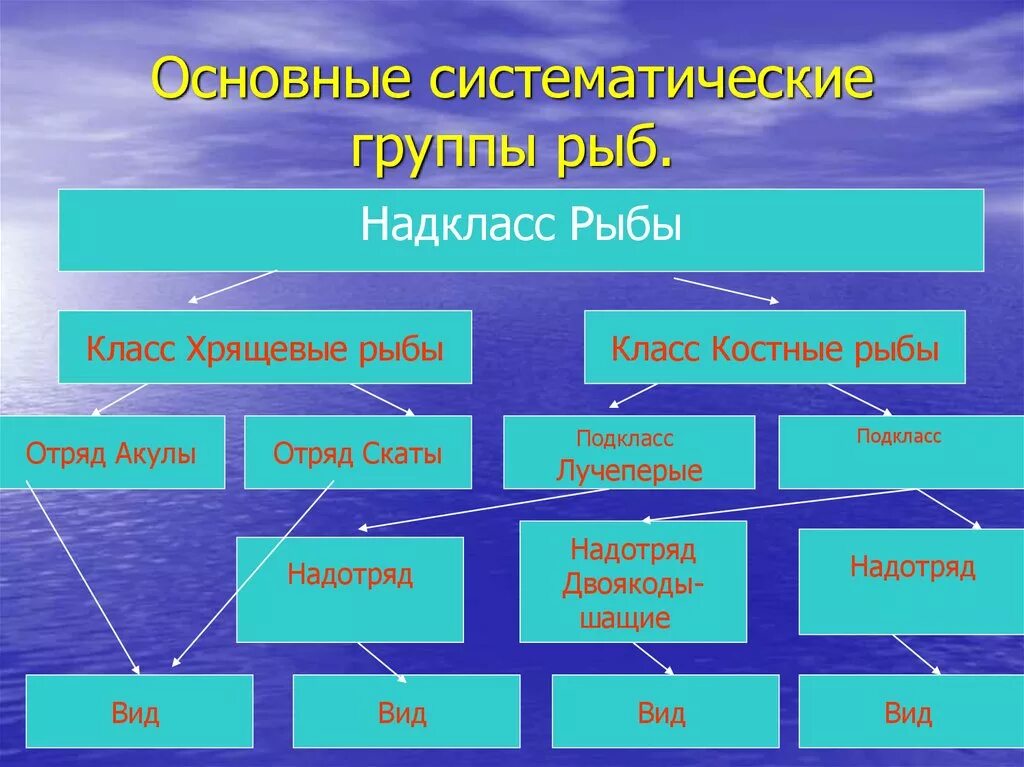 Систематика костных рыб таблица. Класс хрящевые рыбы систематика. Надкласс рыбы систематика. Основные систематические группы рыб. Классификация рыб класс