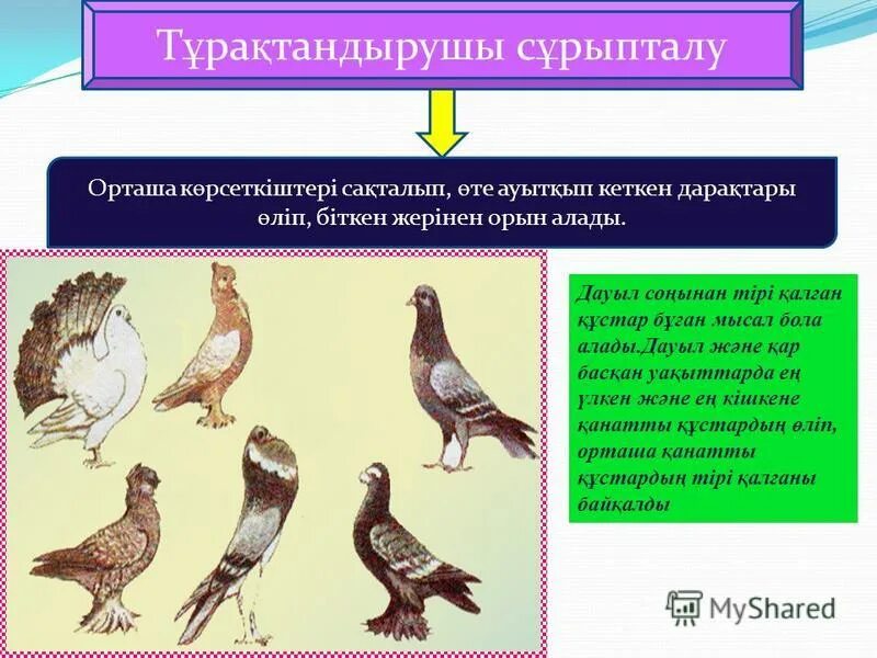 Сұрыптау 9 сынып. Эволюция голубей. Породы голубей селекция по Дарвину. Предки голубей. Голуби Дарвина.