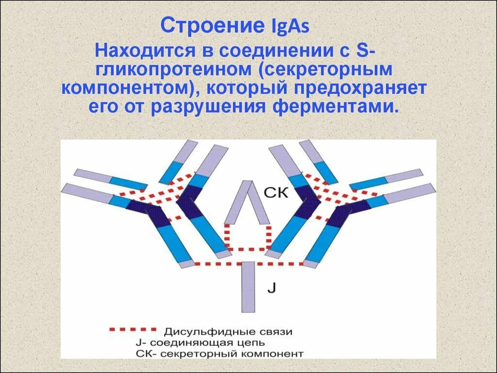 Иммуноглобулин это простыми. Схема строения секреторного иммуноглобулина а. Структура иммуноглобулина iga. Секреторный и сывороточный иммуноглобулин а. Iga антитела строение.