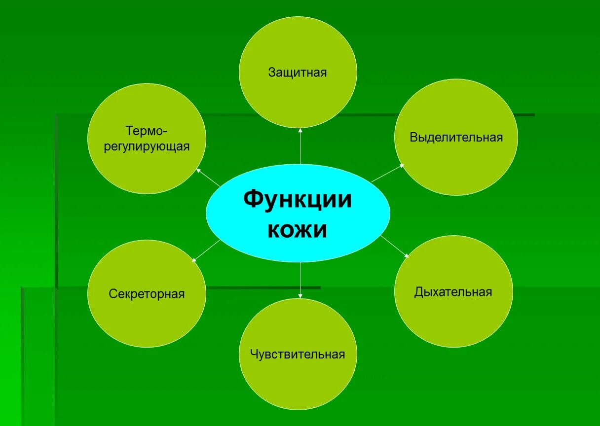Какие функции выполняет кожа биология. Функции кожи. защитная функция кожи. схема функции кожи.