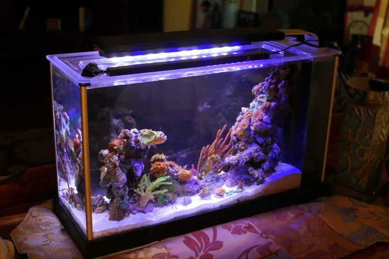 Микро для аквариума. 5 Gallon Reef Tank. Пико риф. Пико-аквариум. Морской нано аквариум.