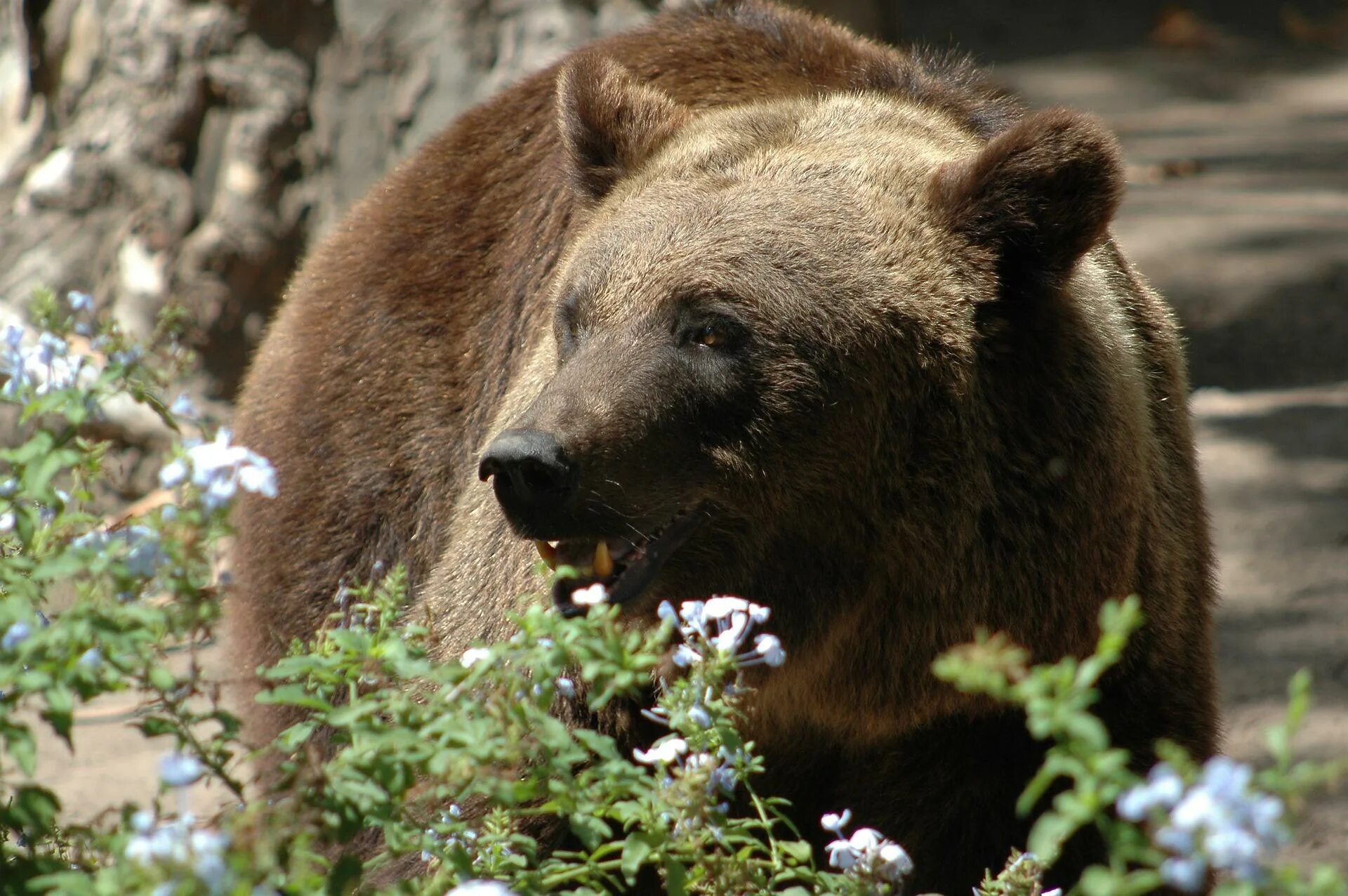Калифорнийский бурый медведь. Бурый медведь Сахалин. Закавказский бурый медведь. Бурый медведь в Подмосковье. Бурый медведь утверждение