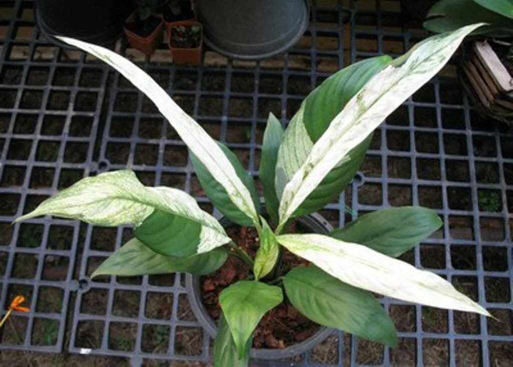 Спатифиллум вариегата. Спатифиллум энджел бэби. Спатифиллум ангел бэби. Спатифиллум ангел бэби. Спатифиллум ангел бэби.