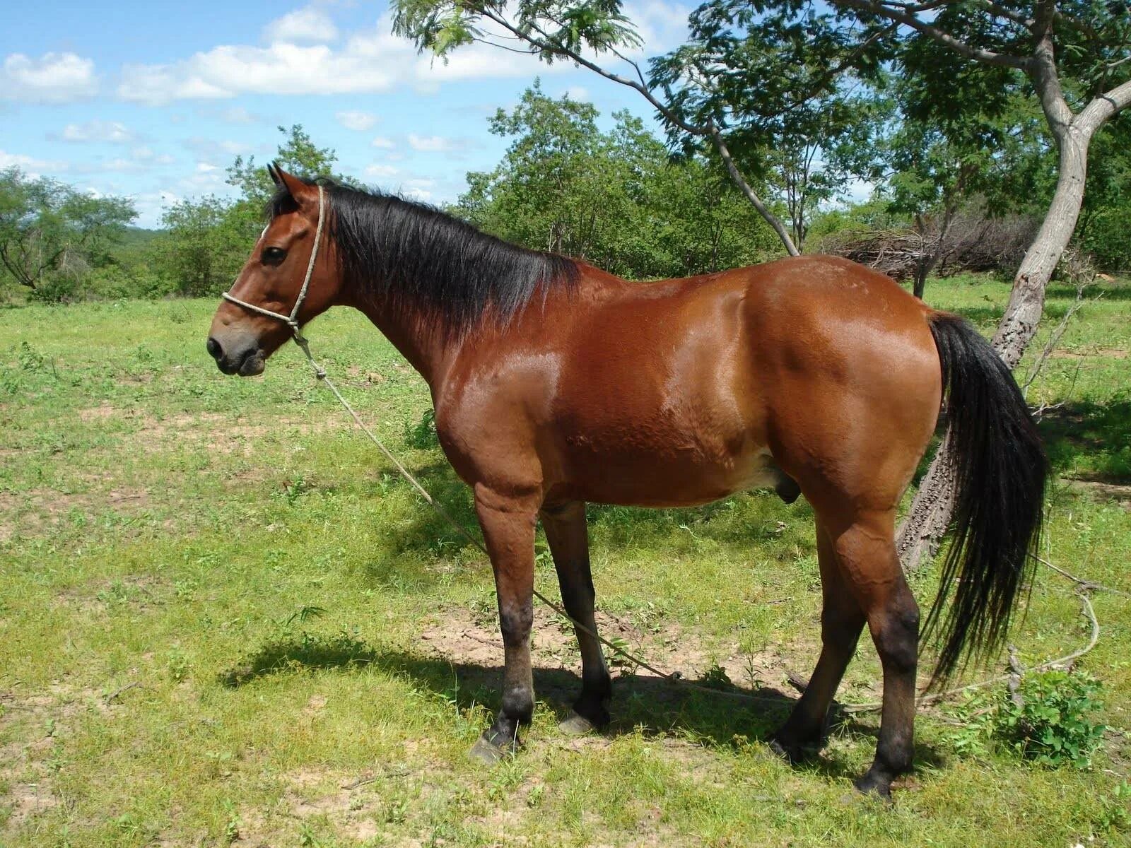 Лошадь живет лет. Продолжительность жизни лошади. Лошадь живет лет. Реклама с лошадью. Средняя жизнь лошади.