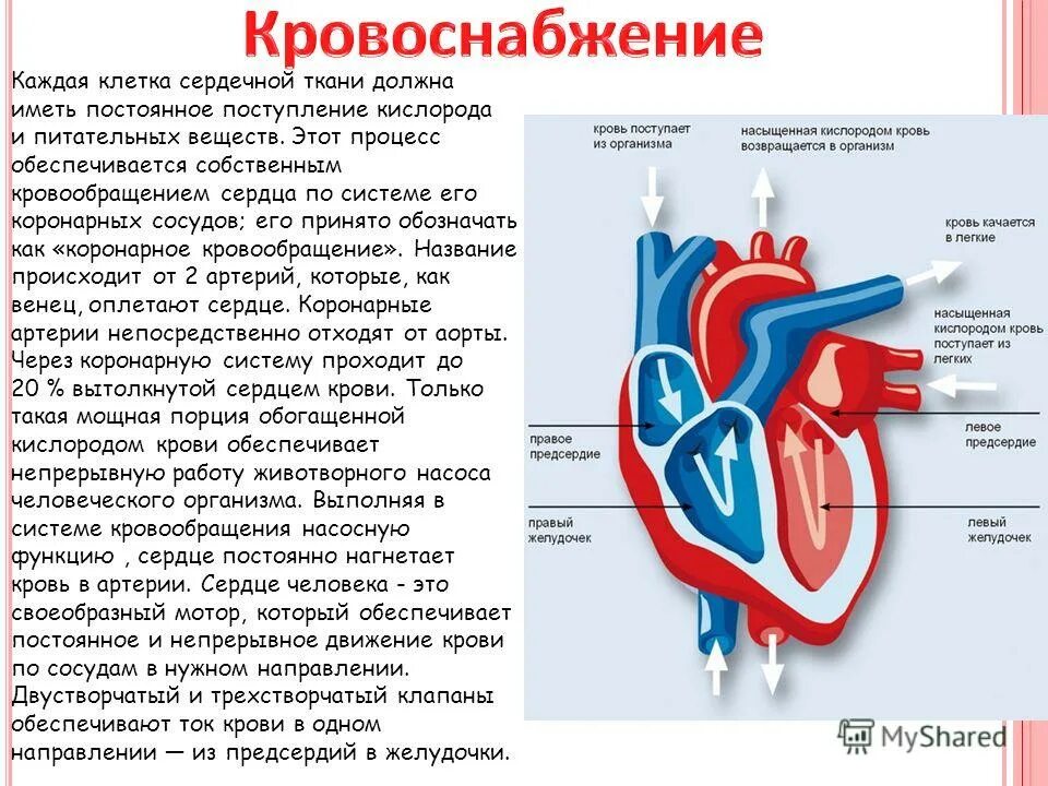 В легкие млекопитающих поступает кровь