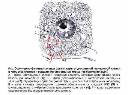 Структурно функциональная организация клетки