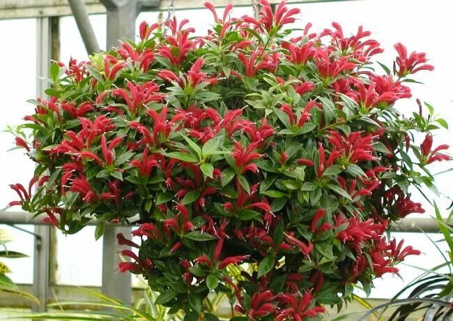 18 Best Hanging Plants & Ideas for Your Dream Living Room Hanging plants, Growin