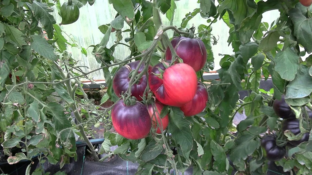 Томаты королевский сад ильи королёва. Томат purple smaragd. Томаты королевский сад ильи королёва. Семена томатов от ильи королева. Томат сибирский тигр.