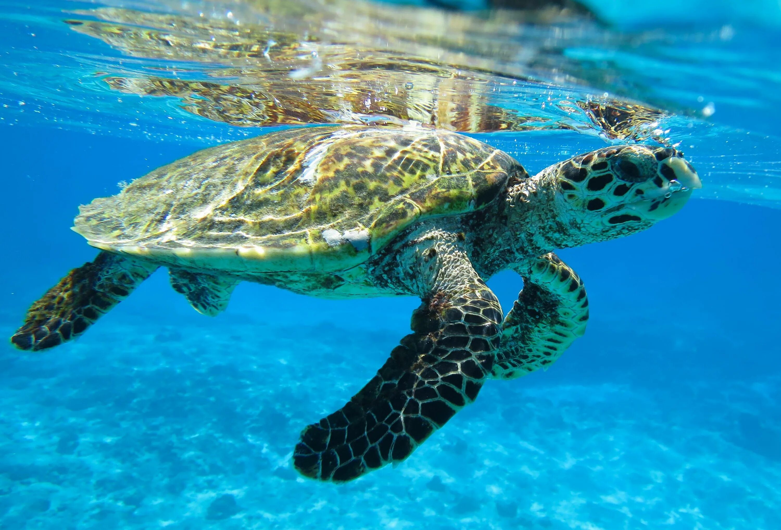 Черепаха бисса. Морская черепаха бисса. eretmochelys imbricata (бисса, настоящая каретта). хоксбильская морская черепаха.